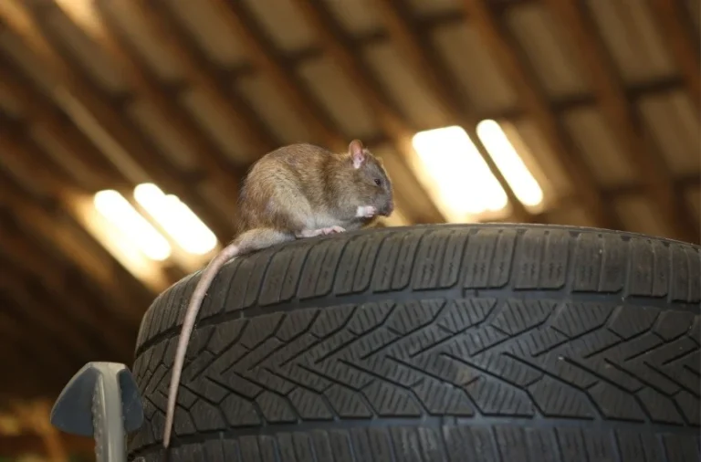 what-should-i-do-if-i-saw-a-rat-in-my-garage