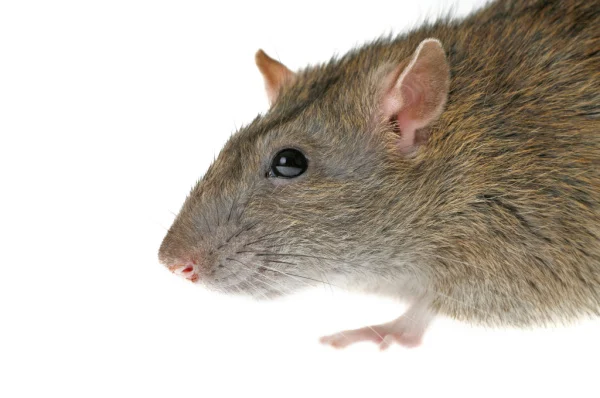 how-to-eliminate-a-rat-problem-from-your-home