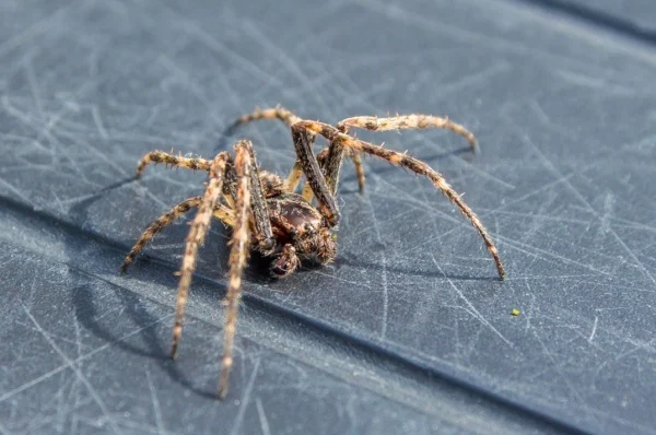 why-are-spiders-one-of-the-most-feared-pests