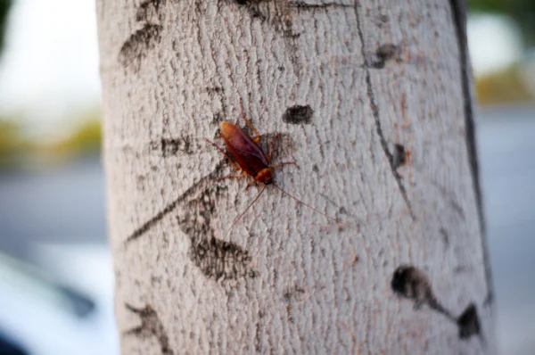 are-cockroaches-a-common-problem-in-kern-county