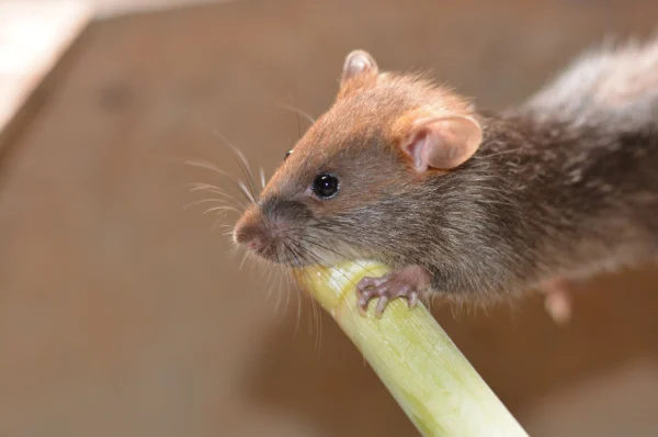 3-tips-for-bakersfield-homeowners-to-eliminate-a-rodent-problem