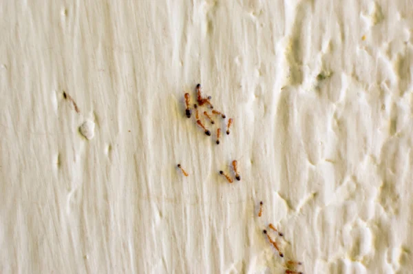 How To Find Out Where Your Ant Problem Is Coming From