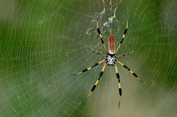 why-am-i-constantly-seeing-spiders-in-my-home