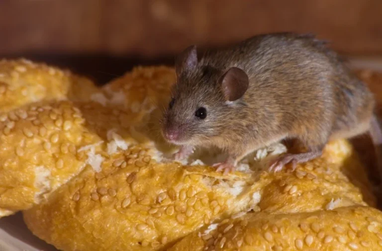 Do I Need a Professional Company to Get Rid of Mice?
