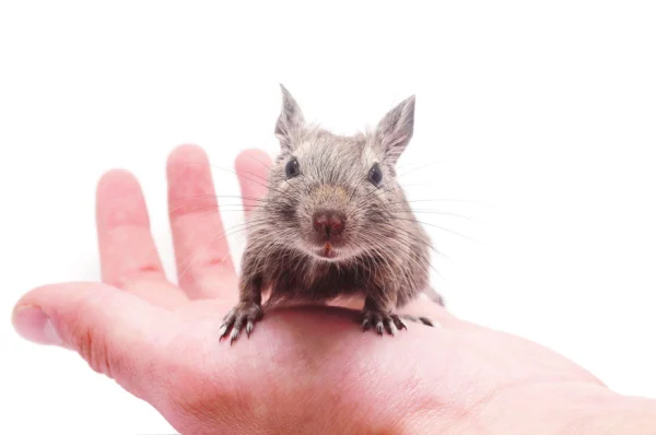 what-are-the-most-common-signs-of-a-rodent-problem