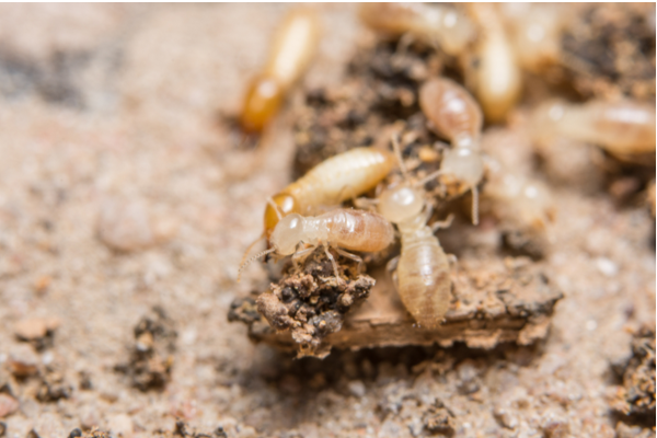 should-i-worry-about-termites-during-the-winter