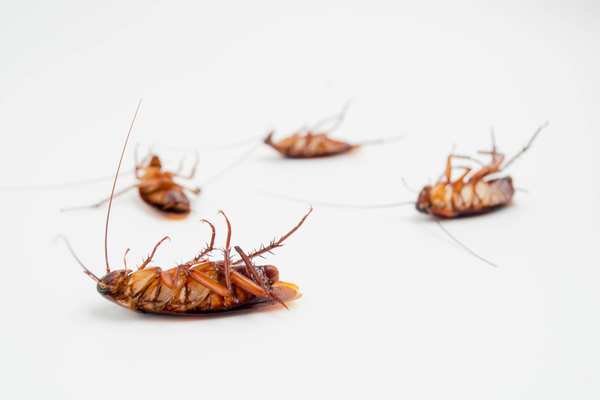 how-to-prevent-a-cockroach-infestation-during-the-summer