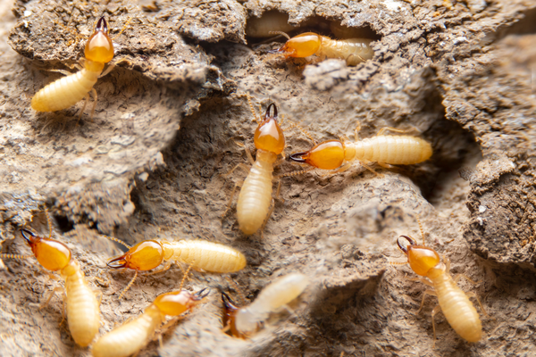 how-often-should-i-have-my-home-inspected-for-termites