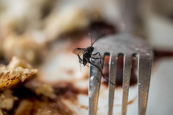 pest-control-for-restaurants-in-tulare-county