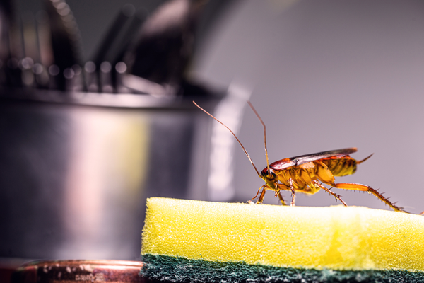 what-pests-do-i-need-to-worry-about-during-the-colder-months