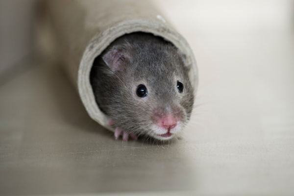 what-should-i-do-if-i-have-a-rodent-infestation-in-my-home