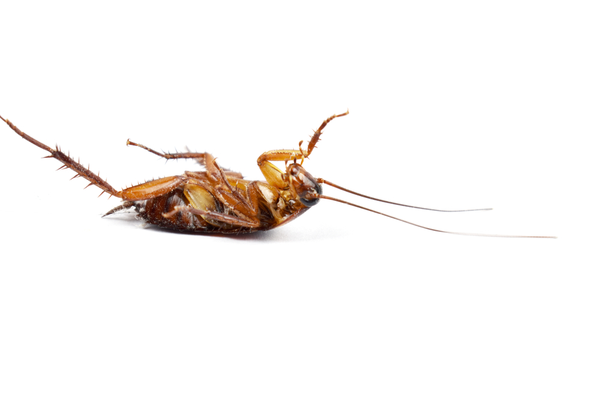 the-best-cockroach-exterminators-in-bakersfield