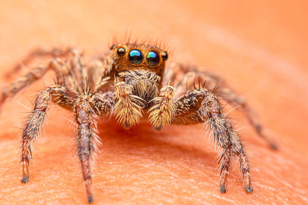 what-are-the-most-common-pests-in-visalia-during-the-fall