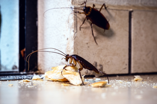 the-best-cockroach-control-in-tulare-county