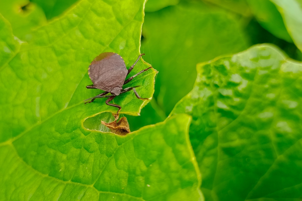 bakersfield-ca-bed-bug-prevention