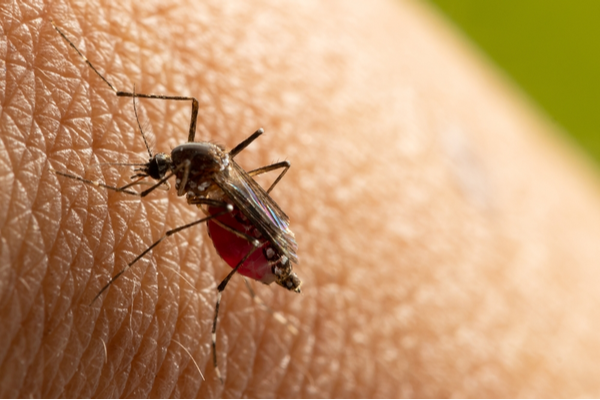 are-mosquitoes-a-big-problem-in-tulare-county