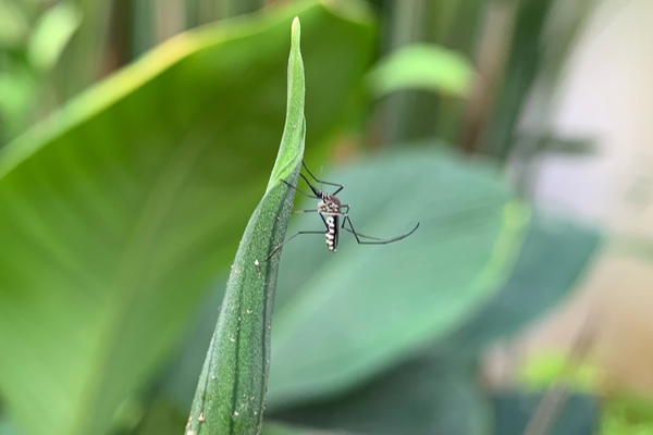 mosquito-prevention-in-tulare-county