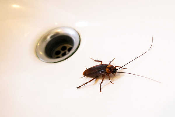 cockroach-treatment-and-prevention-in-visalia