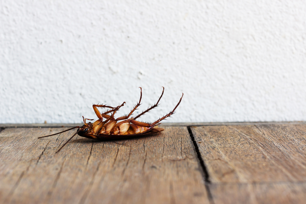 the-best-pest-control-company-in-bakersfield-ca