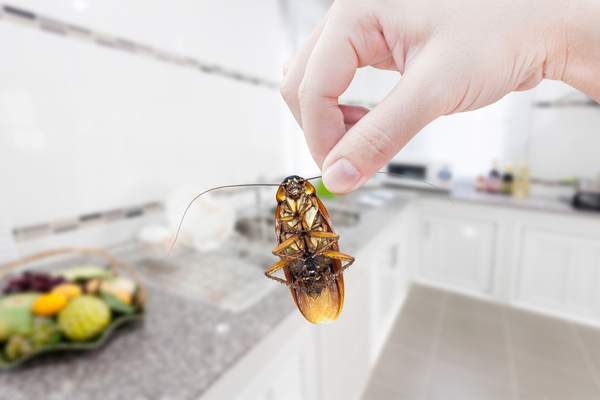 3-tips-for-preventing-cockroaches-from-entering-your-home