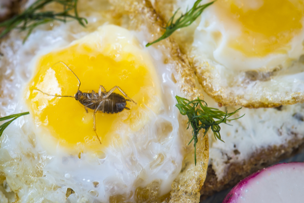 restaurant-pest-control-in-visalia-what-should-you-be-worried-about