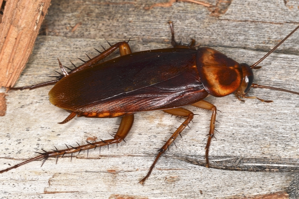 what-should-i-do-if-i-have-a-cockroach-infestation