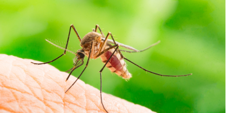 mosquito-treatment-options-in-bakersfield-ca