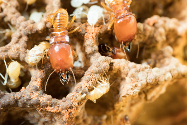 termite-control-in-tulare-county