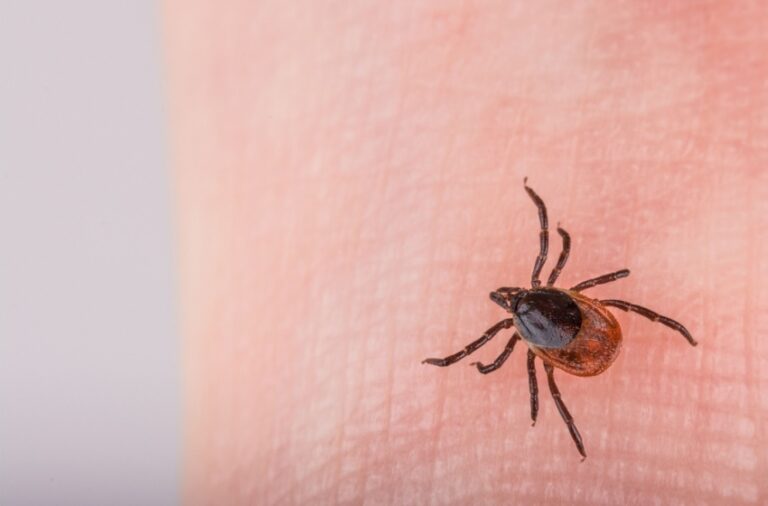 Are Fleas and Ticks a Common Problem in Visalia, CA?