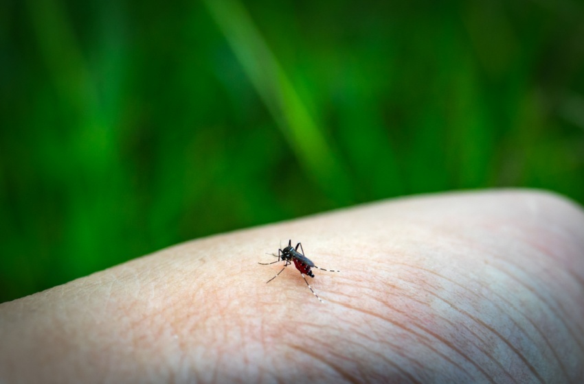 A Homeowner's Guide for Visalia Residents: Protecting Your Home From Mosquitoes