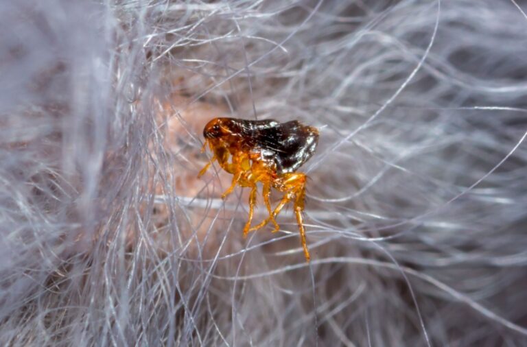 How to Keep Your Pets Safe from Fleas and Ticks in Central Valley Summers