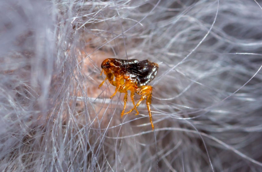 How to Keep Your Pets Safe from Fleas and Ticks in Central Valley Summers