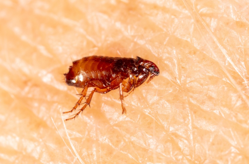 How Do I Know If I Have a Flea or Tick Problem in My Yard?