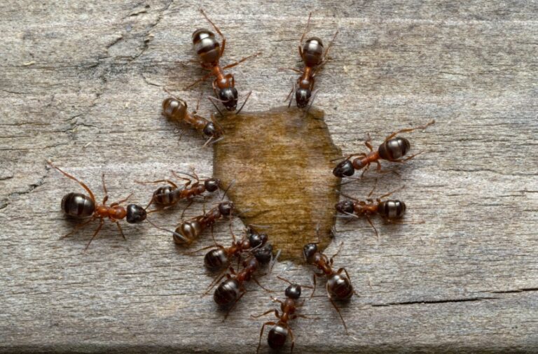 How to Keep Ants Out of Your Home During Visalia’s Hot Summer