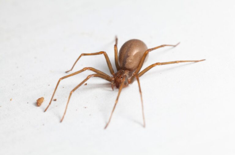Why Spiders Are More Active in July and What You Can Do About It
