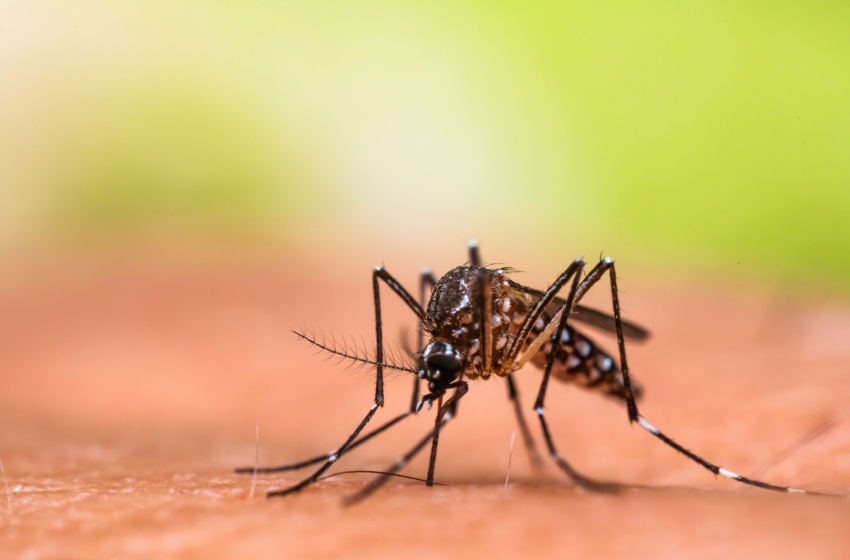 Is Your Visalia Backyard a Mosquito Breeding Ground? Here’s How to Find Out