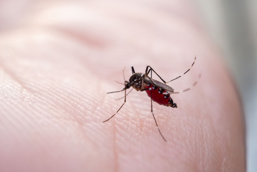 Kern County's Best Mosquito Exterminators