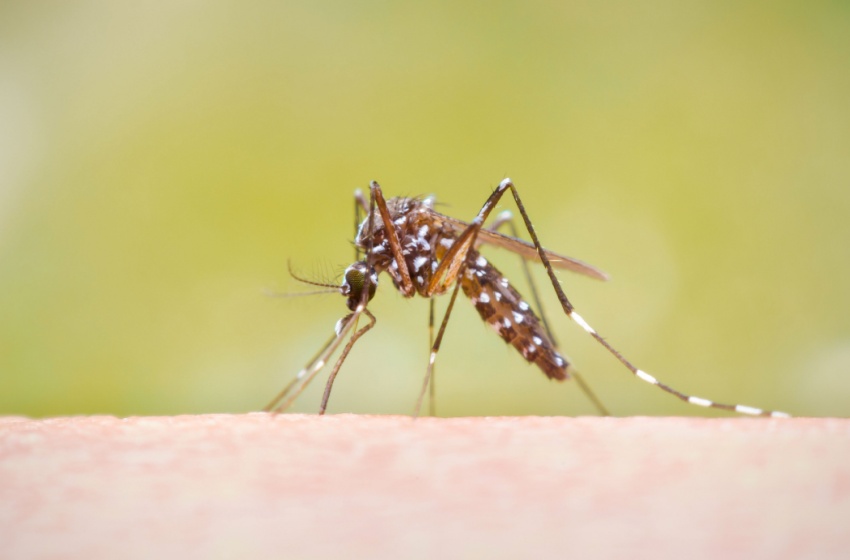 Bakersfield Mosquito Control and Prevention Experts