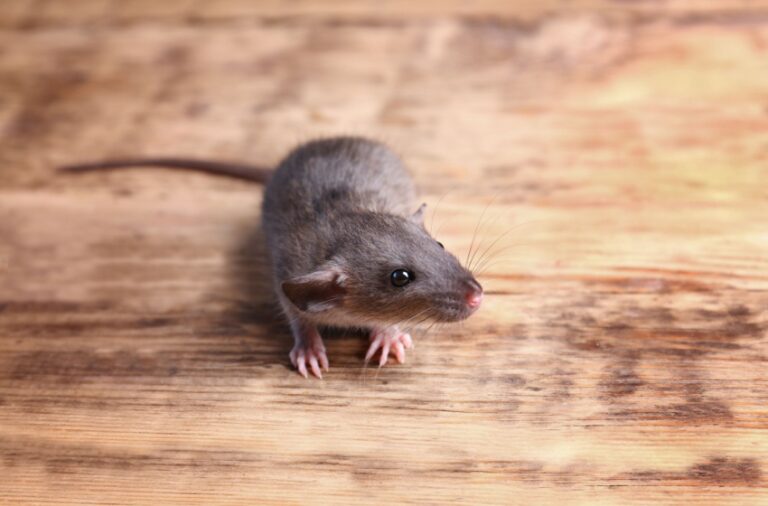 Who’s the Best Pest Control Company for Getting Rid of Rodents in Visalia, CA?