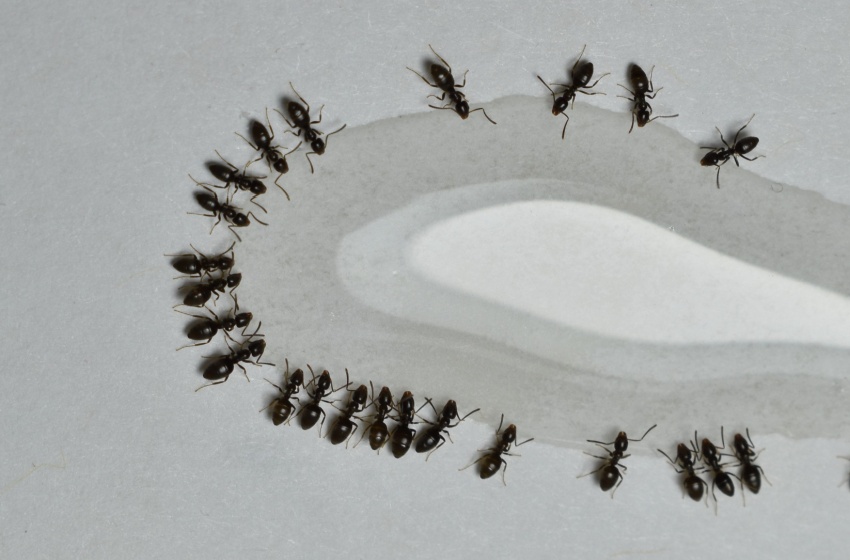 Who’s the Best Pest Control Company for Getting Rid of Ants in Visalia, CA?