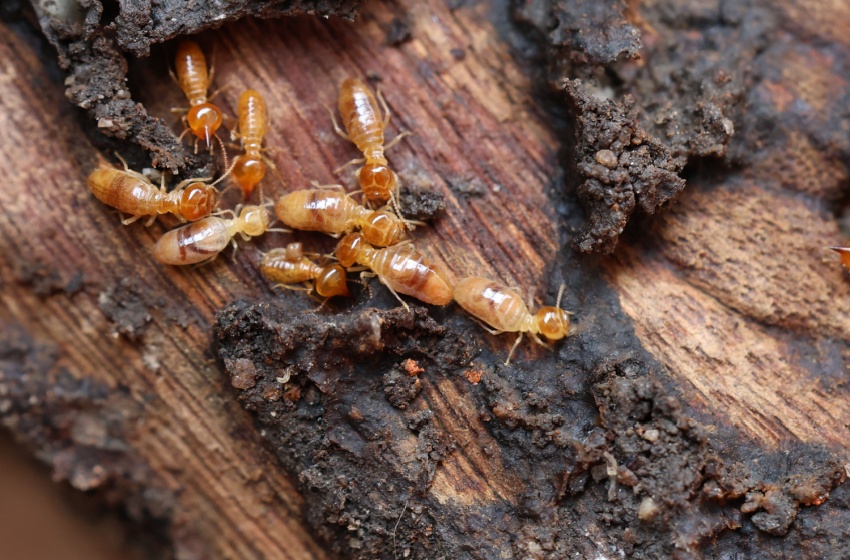 Who’s the #1 Exterminator in Visalia for Termite Inspections?