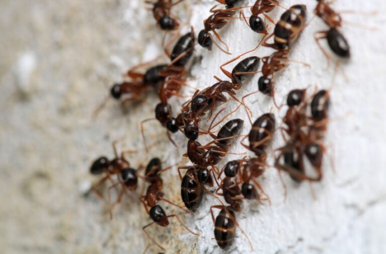 Top 10 Reasons to Choose San Joaquin Pest Control for Ant Control