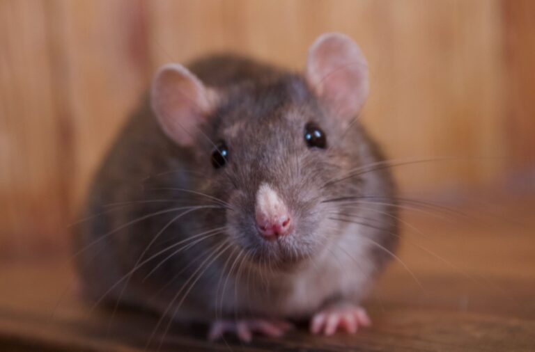 Who’s the Best Pest Control Company for Keeping Rodents Out of Your Home in Visalia?