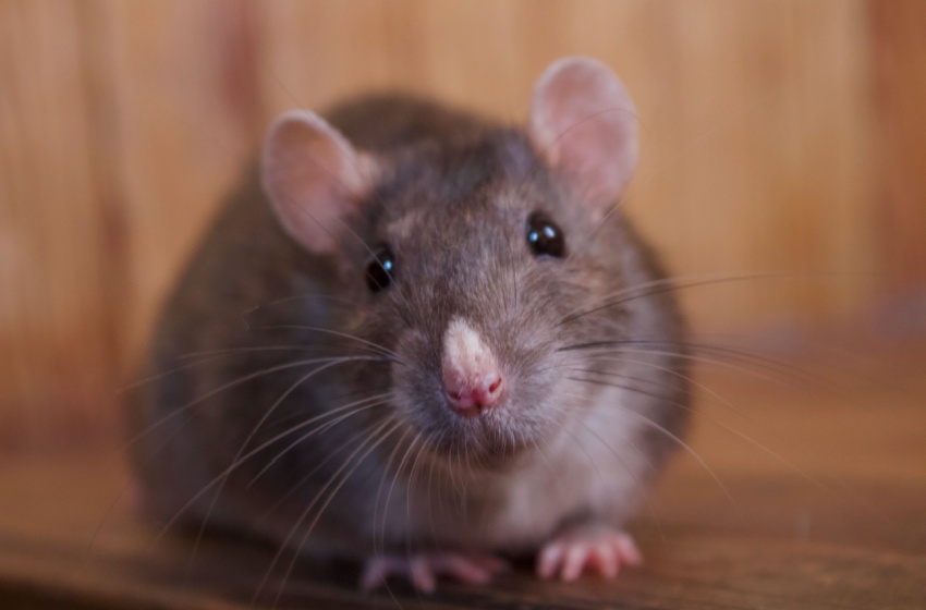 Who’s the Best Pest Control Company for Keeping Rodents Out of Your Home in Visalia?