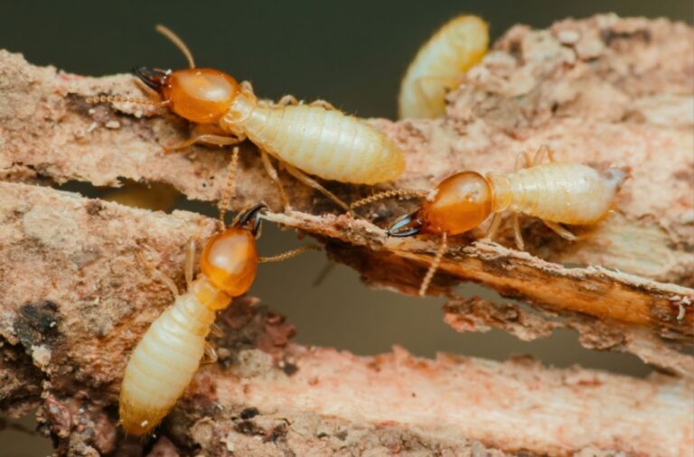 Top 8 Reasons to Choose San Joaquin Pest Control for Termite Pest Control