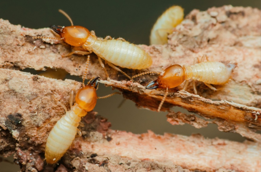 Top 8 Reasons to Choose San Joaquin Pest Control for Termite Pest Control