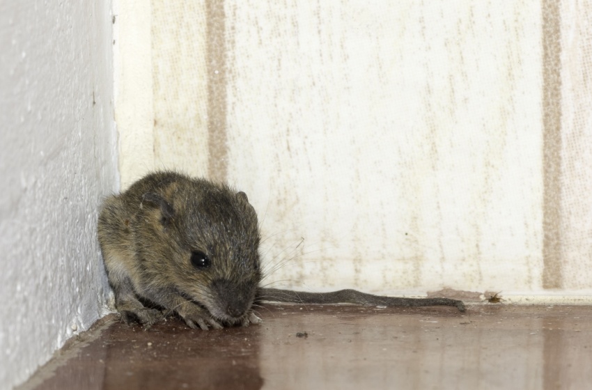 Top 9 Reasons to Choose San Joaquin Pest Control for Rodent Control