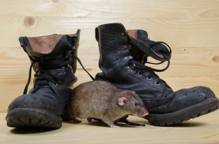 Best Mouse and Rat Exterminators in the Bakersfield, CA Area