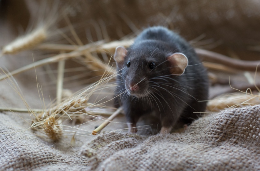 Why Visalia’s Agricultural Fields Drive Rodent Activity Into Nearby Neighborhoods