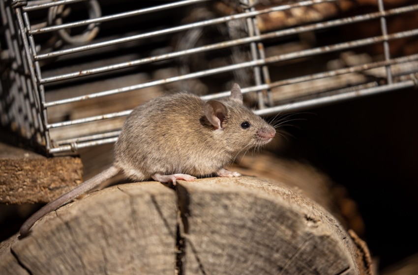 Rats vs. Mice in Bakersfield: Which Is More Common and Why